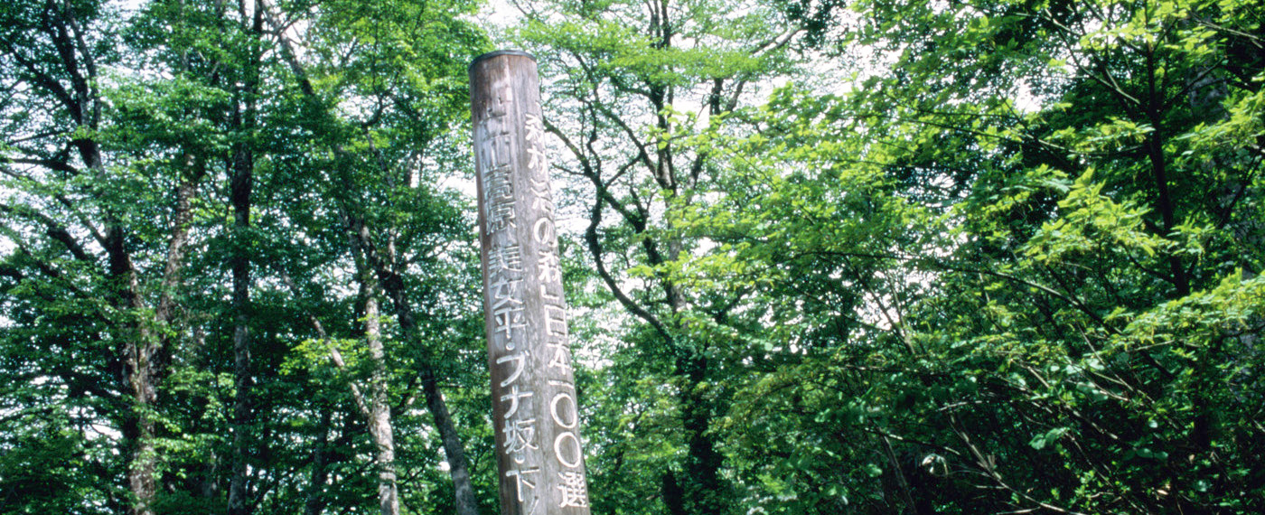 Enjoy the rich flora of a 100 year old beech forest.