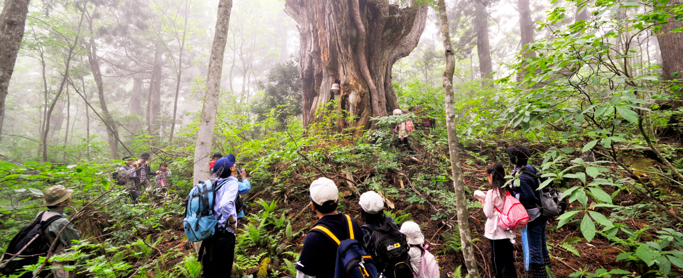 Some of these trees are over 1000 years old.