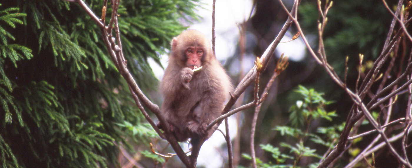 These monkeys are sometimes seen along the route.