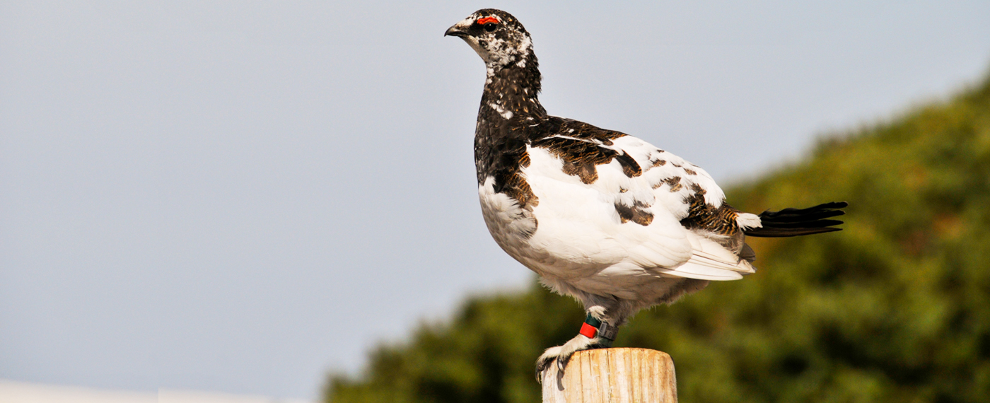These birds are designated as a Special National Treasure.