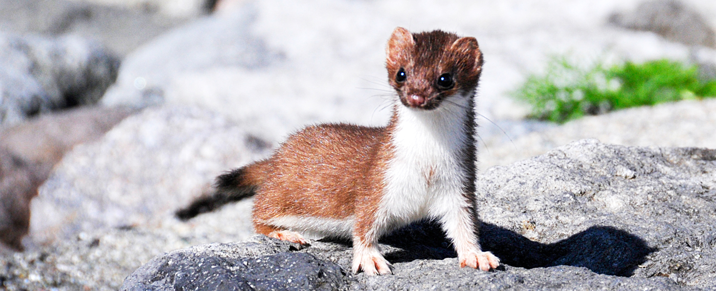 These carnivorous mammals are members of the weasel family.