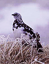 雷鳥：秋