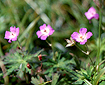 ハクサンフウロ