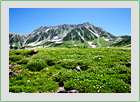 夏・高山植物の季節