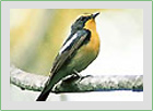 その他の野鳥