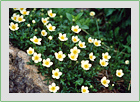 花（高山帯）