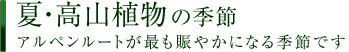 夏・高山植物の季節 - アルペンルートが最も賑やかになる季節です