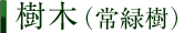 樹木（常緑樹）