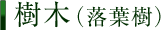 樹木（落葉樹）