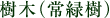 樹木（常緑樹）