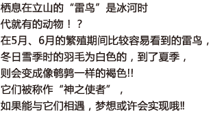 栖息在立山的“雷鸟”是冰河时代就有的动物！？在5月、6月的繁殖期间比较容易看到的雷鸟，冬日雪季时的羽毛为白色的，到了夏季，则会变成像鹌鹑一样的褐色!!它们被称作“神之使者”，如果能与它们相遇，梦想或许会实现哦‼