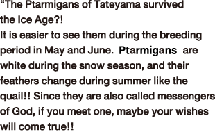 “The Ptarmigans of Tateyama survived the Ice Age?!
It is easier to see them during the breeding period in May and June. Thunderbirds are white during the snow season, and their feathers change during summer like the quail!! Since they are also called messengers of God, if you meet one, maybe your wishes will come true!!