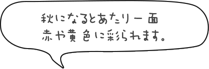 秋になるとあたり一面赤や黄色に彩られます。