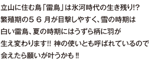 立山に住む鳥「雷鳥」は氷河時代の生き残り！？繁殖期の5 6 月が目撃しやすく、雪の時期は白い雷鳥、夏の時期にはうずら柄に羽が生え変わります!! 神の使いとも呼ばれているので会えたら願いが叶うかも‼